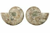 5.55" Cut & Polished, Agatized Ammonite Fossil - Madagascar - #200018-1